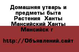 Домашняя утварь и предметы быта Растения. Ханты-Мансийский,Ханты-Мансийск г.